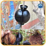 Growth | Plante Rodkugle
